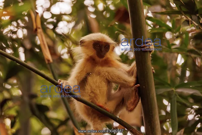 : Gee's golden langur (Trachypithecus geei) : Gee's golden langur (Trachypithecus geei)