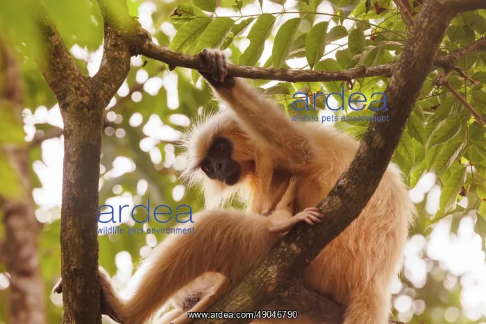 : Gee's golden langur (Trachypithecus geei) : Gee's golden langur (Trachypithecus geei)