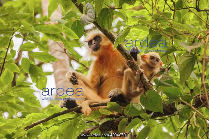 : Gee's golden langur (Trachypithecus geei) : Gee's golden langur (Trachypithecus geei)