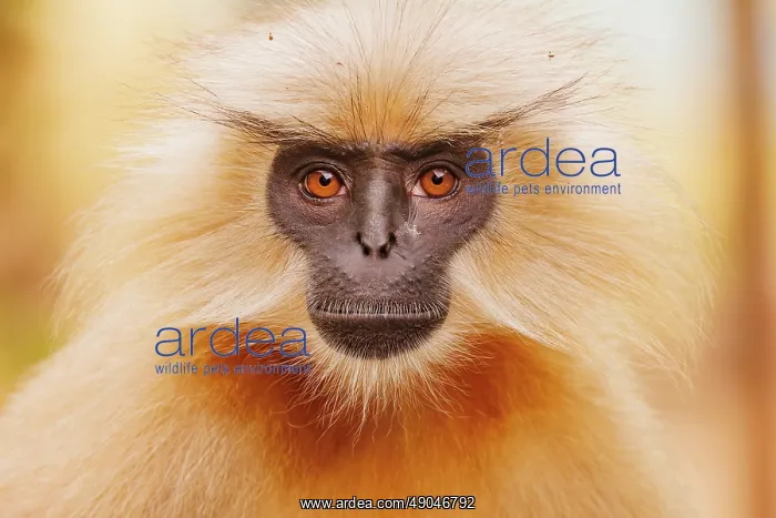 : Gee's golden langur (Trachypithecus geei) : Gee's golden langur (Trachypithecus geei)
