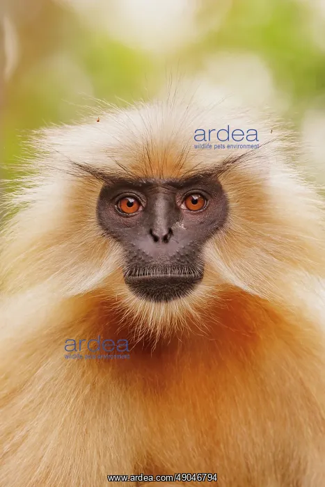 : Gee's golden langur (Trachypithecus geei) : Gee's golden langur (Trachypithecus geei)