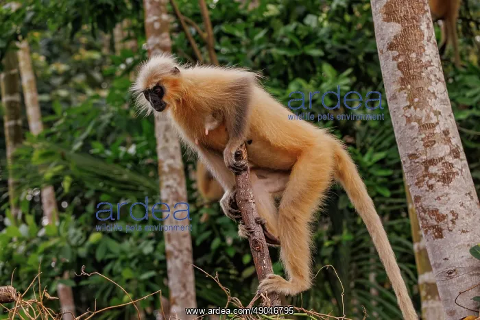 : Gee's golden langur (Trachypithecus geei) : Gee's golden langur (Trachypithecus geei)