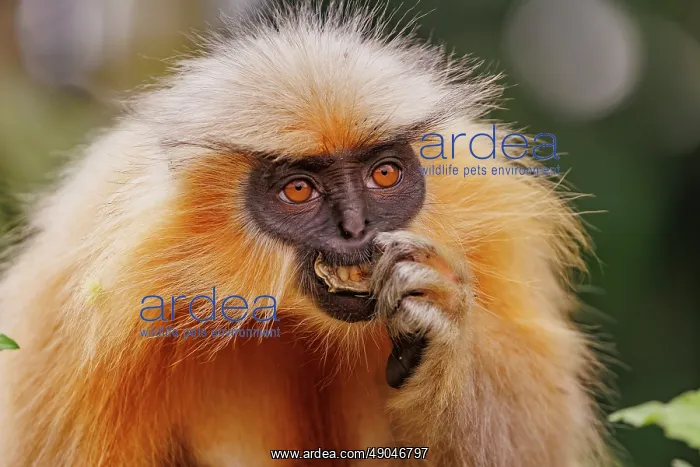 : Gee's golden langur (Trachypithecus geei) : Gee's golden langur (Trachypithecus geei)