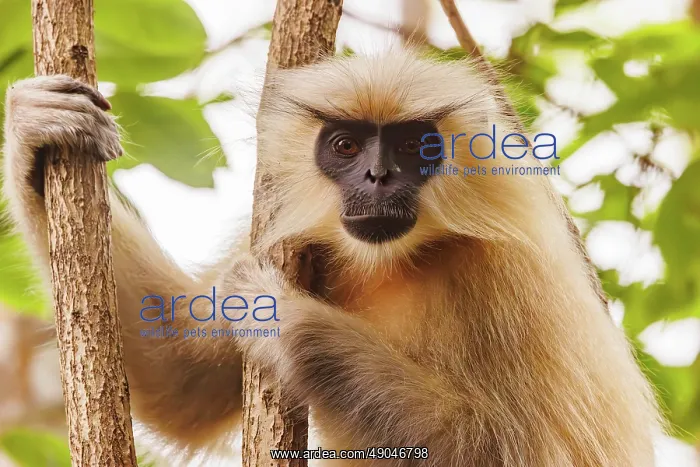 : Gee's golden langur (Trachypithecus geei) : Gee's golden langur (Trachypithecus geei)