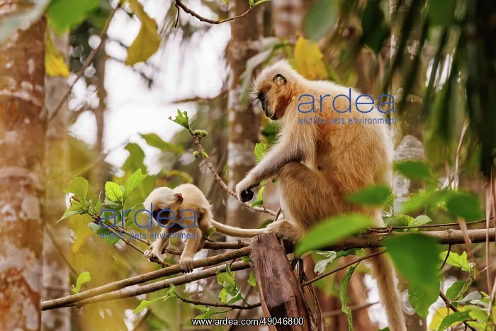 : Gee's golden langur (Trachypithecus geei) : Gee's golden langur (Trachypithecus geei)