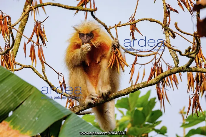 : Gee's golden langur (Trachypithecus geei) : Gee's golden langur (Trachypithecus geei)