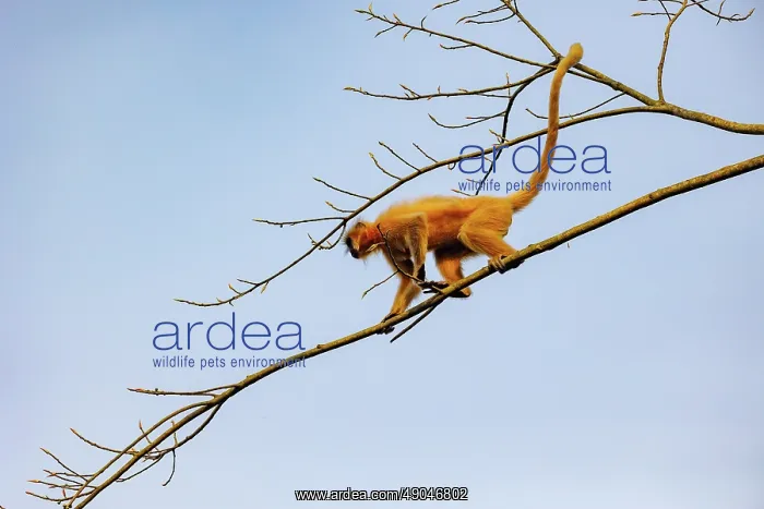 : Gee's golden langur (Trachypithecus geei) : Gee's golden langur (Trachypithecus geei)
