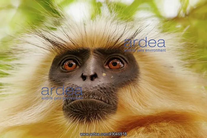 : Gee's golden langur (Trachypithecus geei) : Gee's golden langur (Trachypithecus geei)