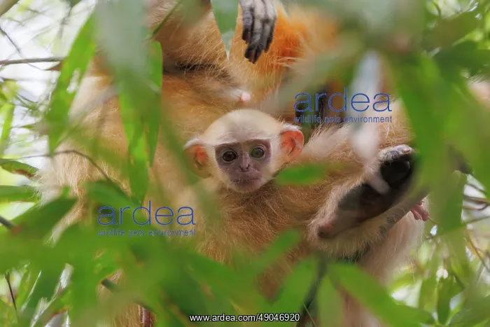 : Gee's golden langur (Trachypithecus geei) : Gee's golden langur (Trachypithecus geei)