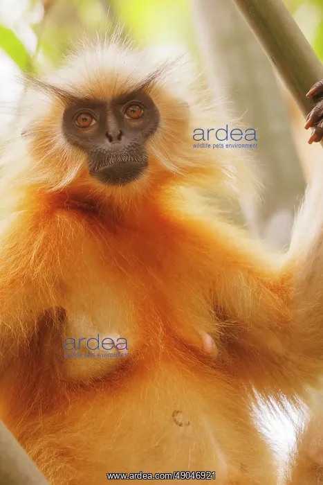 : Gee's golden langur (Trachypithecus geei) : Gee's golden langur (Trachypithecus geei)