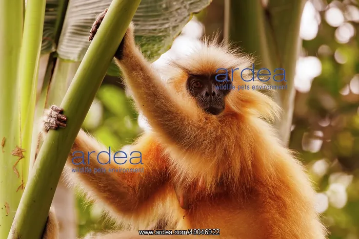 : Gee's golden langur (Trachypithecus geei) : Gee's golden langur (Trachypithecus geei)