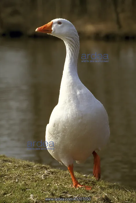  : Geese Blanche du Poitou breed on a bank Holland