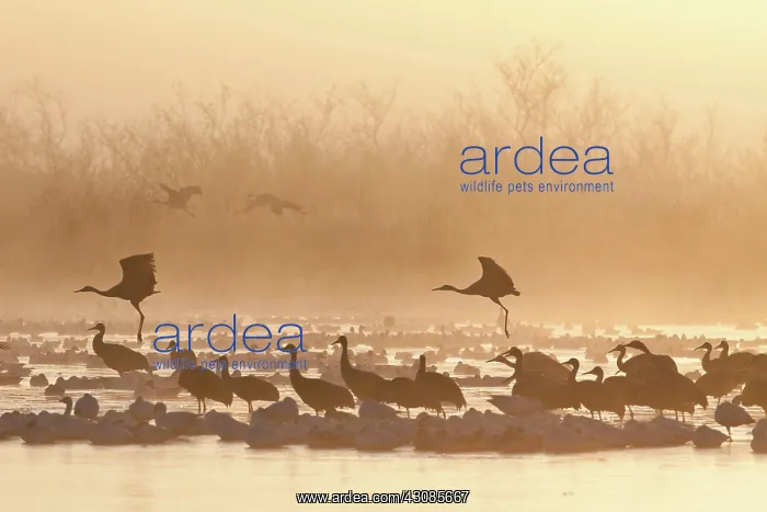 : Geese and Cranes at Dawn : Geese and Cranes at Dawn