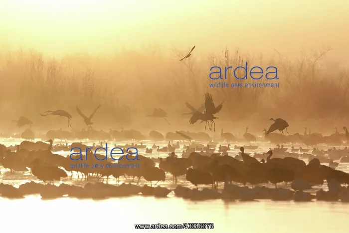 : Geese and Cranes at Dawn : Geese and Cranes at Dawn