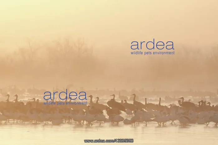 : Geese and Cranes at Dawn : Geese and Cranes at Dawn