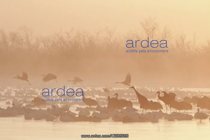 : Geese and Cranes at Dawn : Geese and Cranes at Dawn