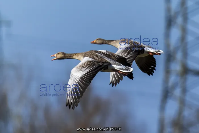 : Two geese flying close together in the sky with a power pole in the background : Two geese flying close together in the sky with a power pole in the background