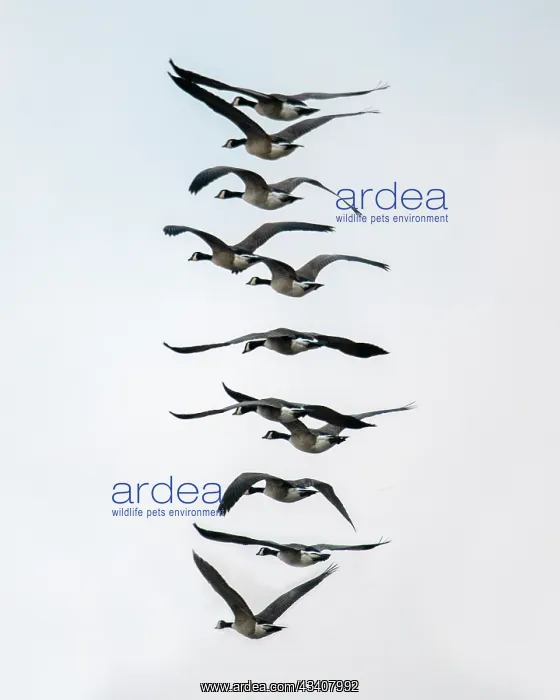: Geese flying in formation : Geese flying in formation