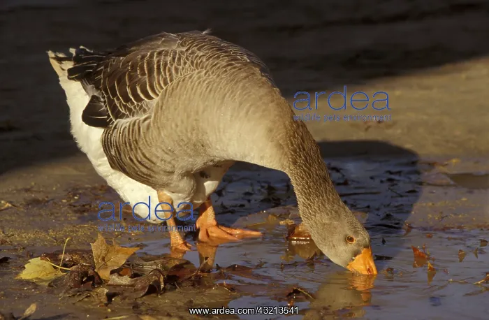: Geese Grise des Landes breed drinking France : Geese Grise des Landes breed drinking France