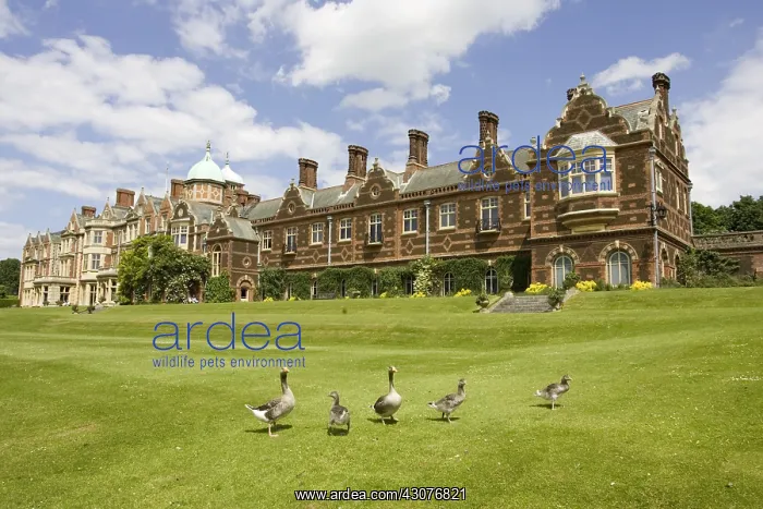: Geese on the lawn of the Sandringham country house England : Geese on the lawn of the Sandringham country house England