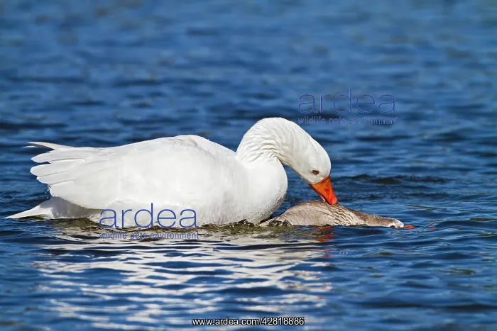  : Geese - mating - showing danger to female