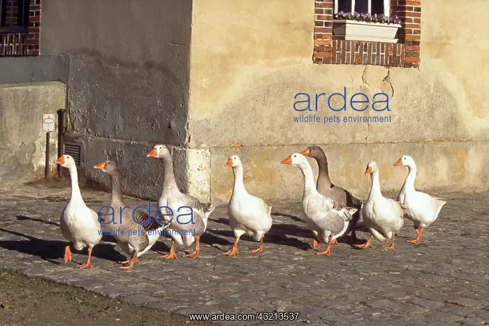 : Geese Normande breed walking in single file France : Geese Normande breed walking in single file France