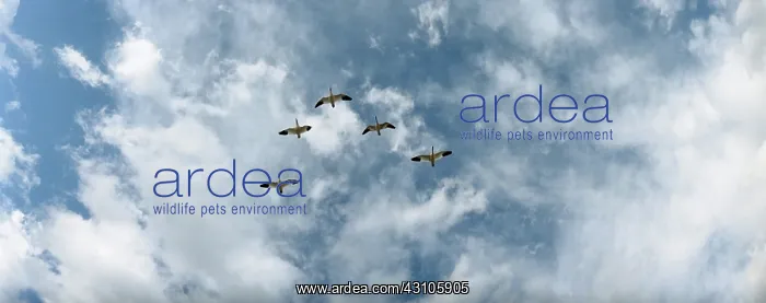 : Geese V Panoramic : Geese V Panoramic
