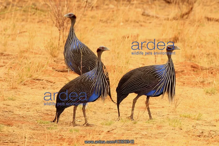 : Geierperlhuhn, Acryllium vulturinum : Geierperlhuhn, Acryllium vulturinum