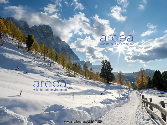  : Geisler mountain range in the dolomites of the Villnoss