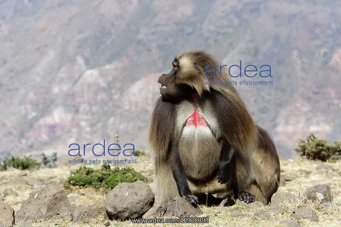 : Gelada Baboon : Gelada Baboon