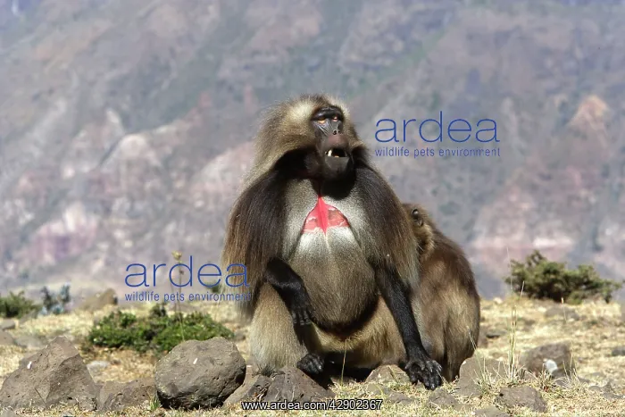 : Gelada Baboon - adult male : Gelada Baboon - adult male