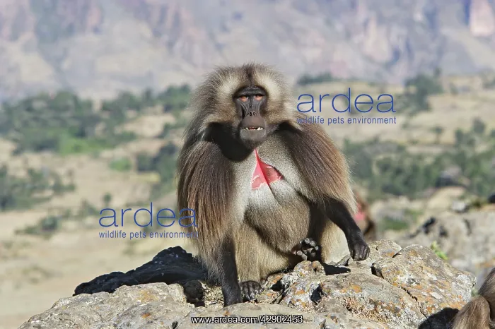 : Gelada Baboon - adult male : Gelada Baboon - adult male