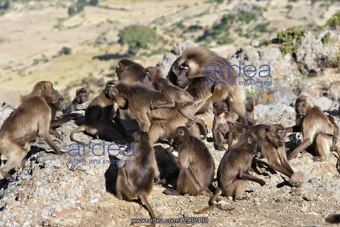 : Gelada Baboon - adult male in centre with harem : Gelada Baboon - adult male in centre with harem