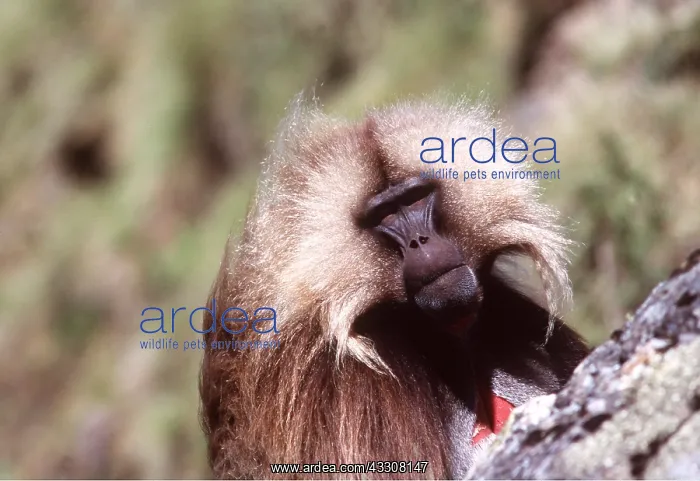 : GELADA BABOON - close-up of male : GELADA BABOON - close-up of male