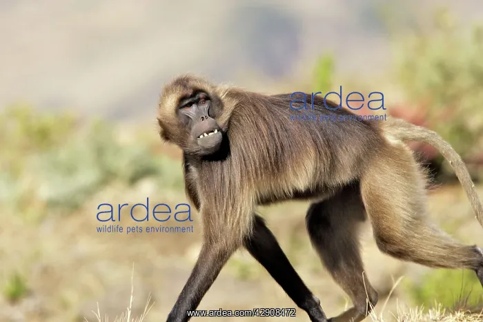 : Gelada Baboon - female : Gelada Baboon - female