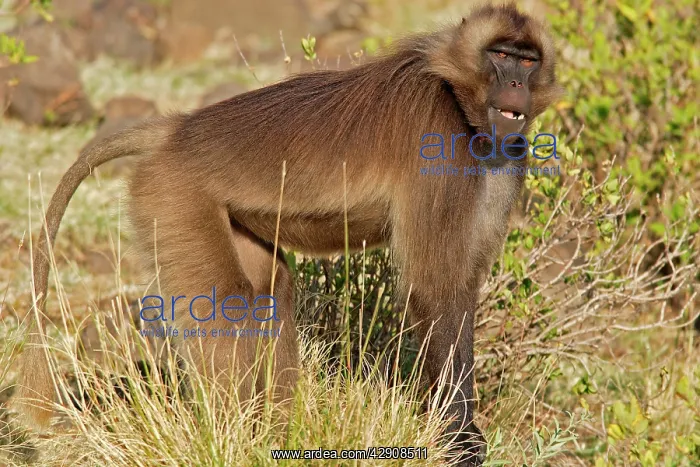 : Gelada Baboon - female : Gelada Baboon - female