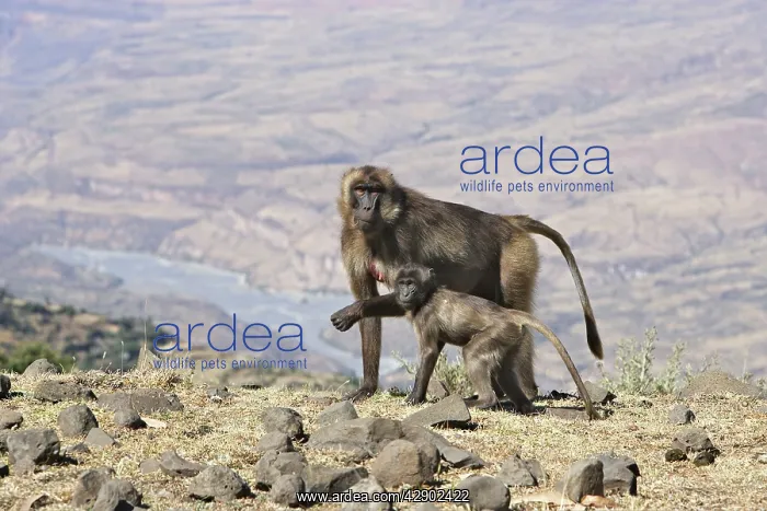 : Gelada Baboon - female with baby : Gelada Baboon - female with baby