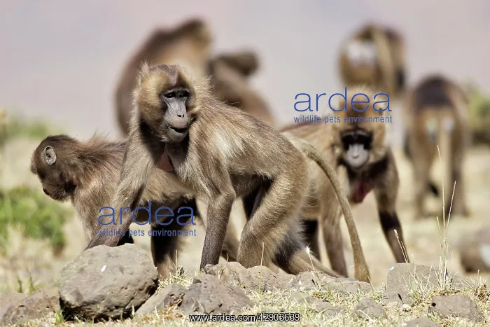 : Gelada Baboon - female group : Gelada Baboon - female group