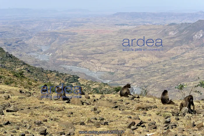 : Gelada Baboon - female group on rocks : Gelada Baboon - female group on rocks