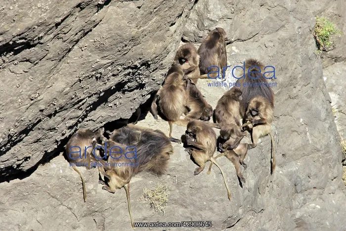 : Gelada Baboon - female & some male in group : Gelada Baboon - female & some male in group