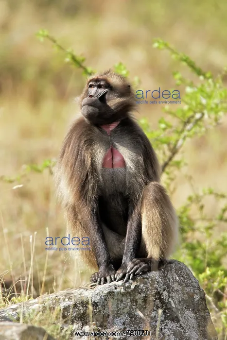 : Gelada Baboon - female sitting on rock : Gelada Baboon - female sitting on rock