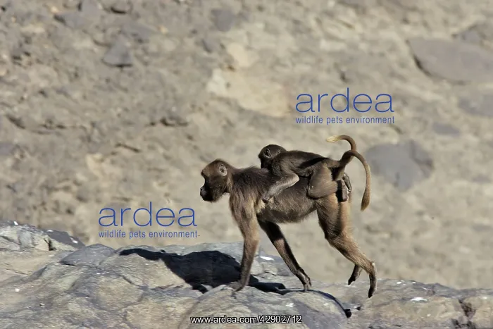 : Gelada Baboon - female with young on back : Gelada Baboon - female with young on back