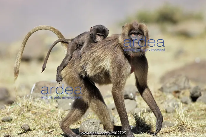 : Gelada Baboon - female with young on back : Gelada Baboon - female with young on back