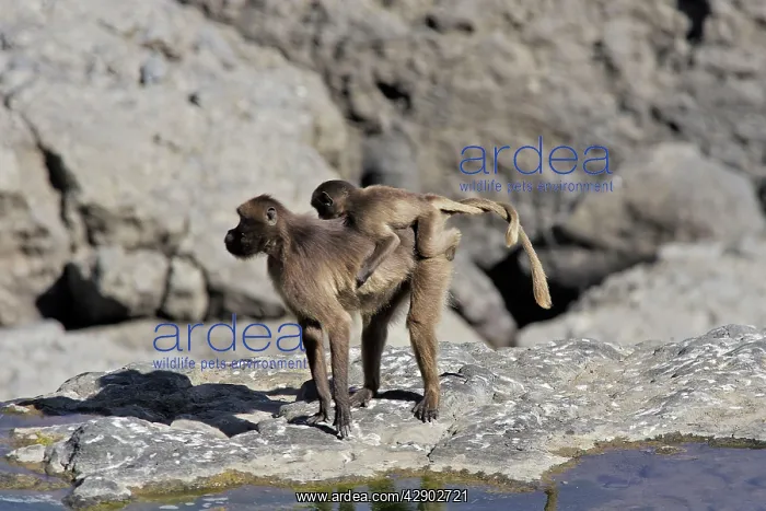 : Gelada Baboon - female with young on back, with : Gelada Baboon - female with young on back, with