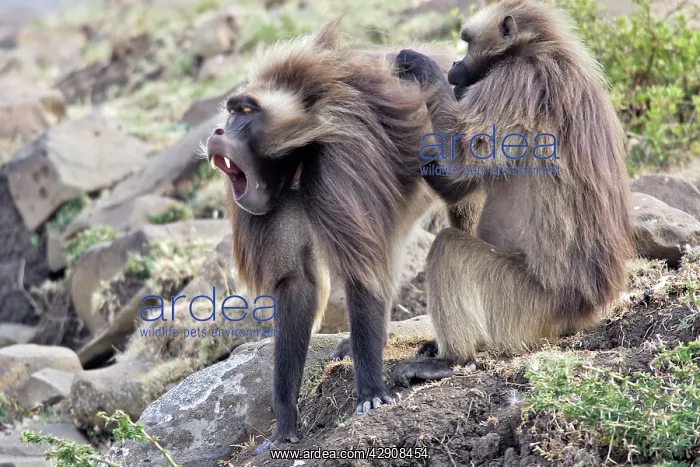 : Gelada Baboon - two grooming - males : Gelada Baboon - two grooming - males