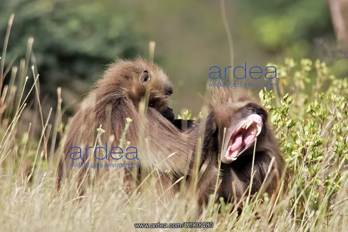 : Gelada Baboon - two grooming, males : Gelada Baboon - two grooming, males