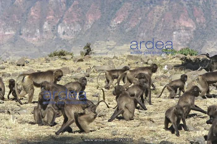 : Gelada Baboon - group of females : Gelada Baboon - group of females