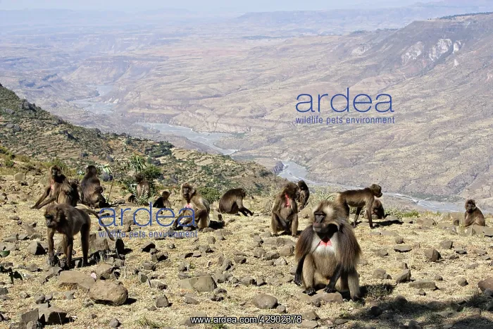 : Gelada Baboon - group of females on rocks with : Gelada Baboon - group of females on rocks with