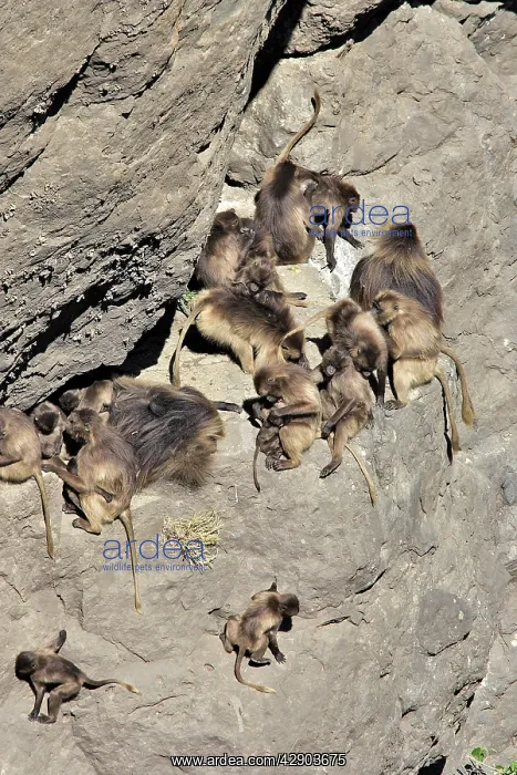 : Gelada Baboon - group of males & females : Gelada Baboon - group of males & females