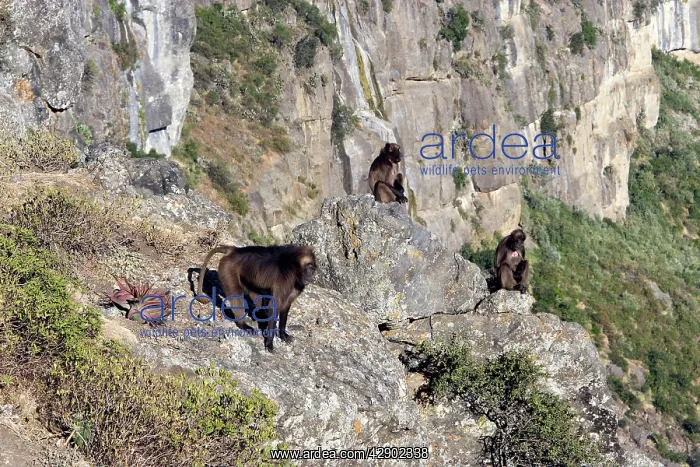 : Gelada Baboon - group on rocks : Gelada Baboon - group on rocks